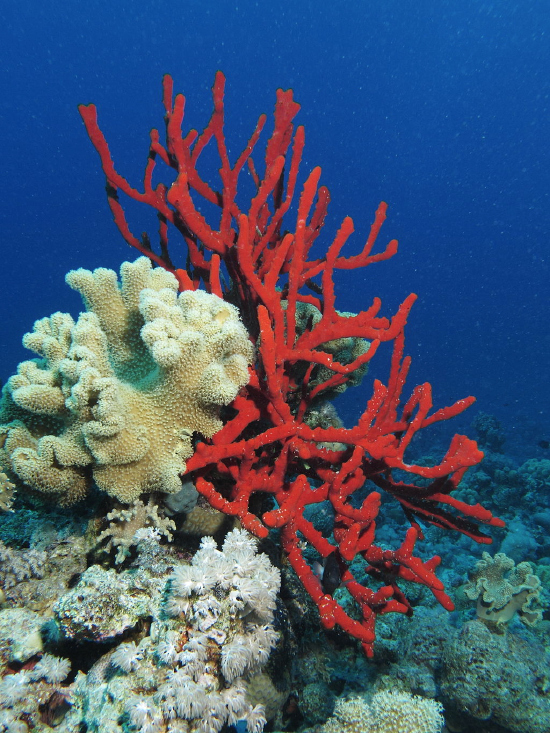  Negombata magnifica (Toxic Finger Sponge)